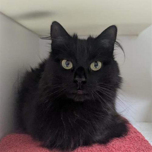 💃 Kylie 6822 💃 - Domestic Medium Hair (DMH) Cat