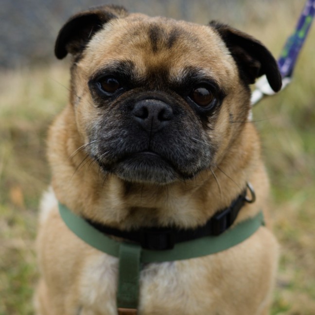 Photo of Chopper