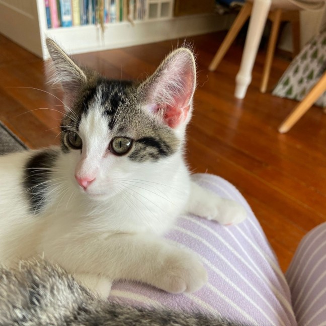 Photo of Archie ^^Dandy Cat Rescue^^