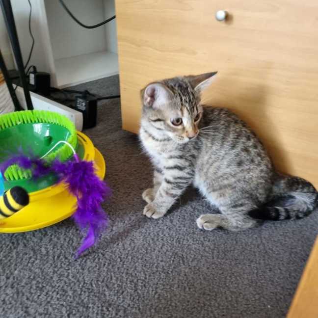 Photo of Olive