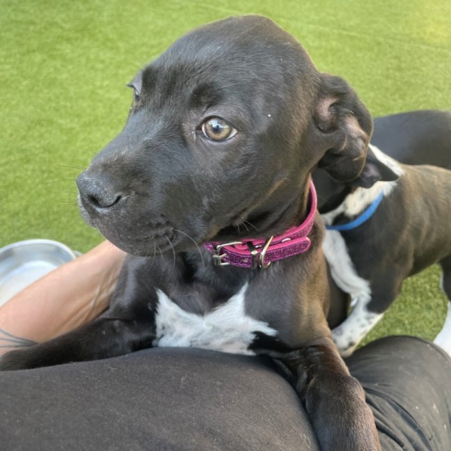 Photo of D1188 Dixie