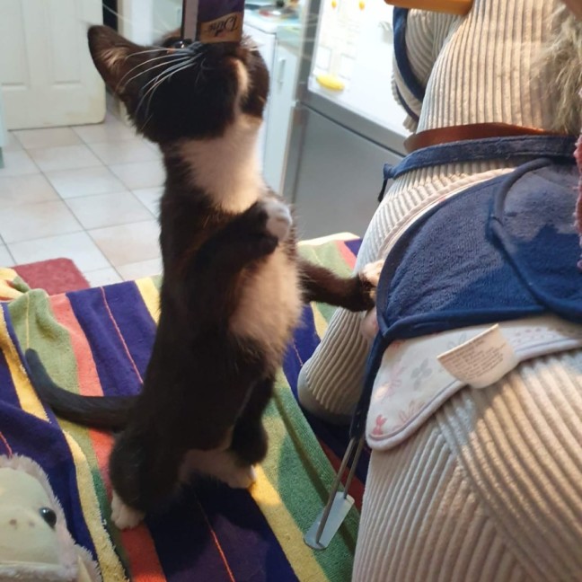 Photo of Socks