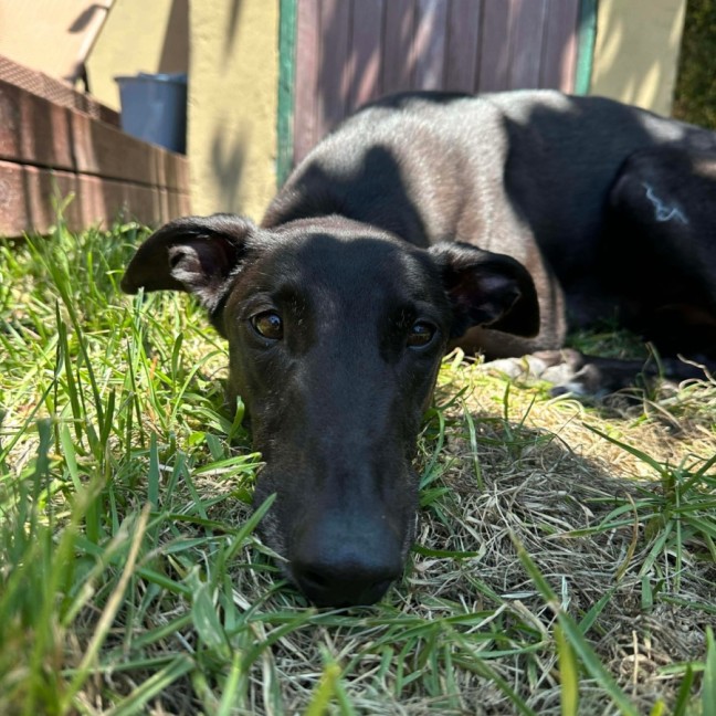 Photo of Rocky, The Greyhound 