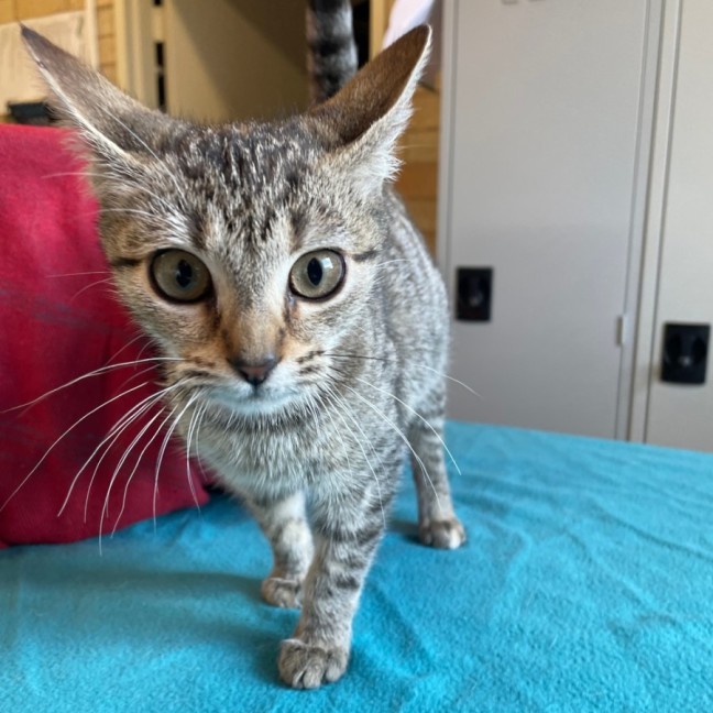 Photo of Peach