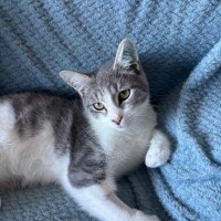 Photo of Dapple