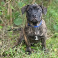 Photo of Reggie