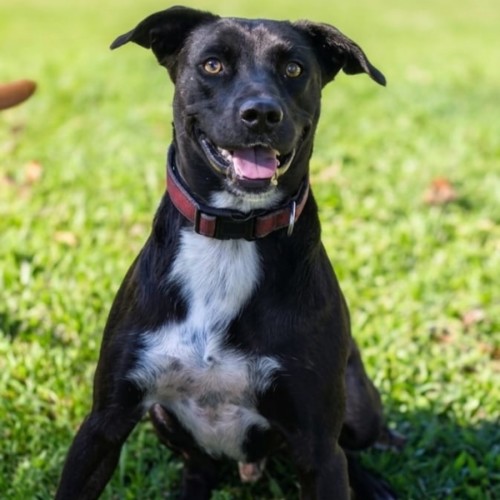 Scooby - Australian Kelpie x Border Collie Dog