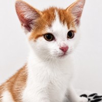 Photo of Koa 