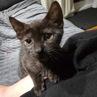 Photo of Emine Aka "Babybat"