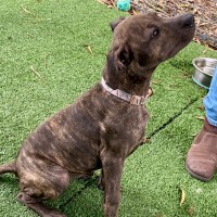 Photo of D1107 Molly