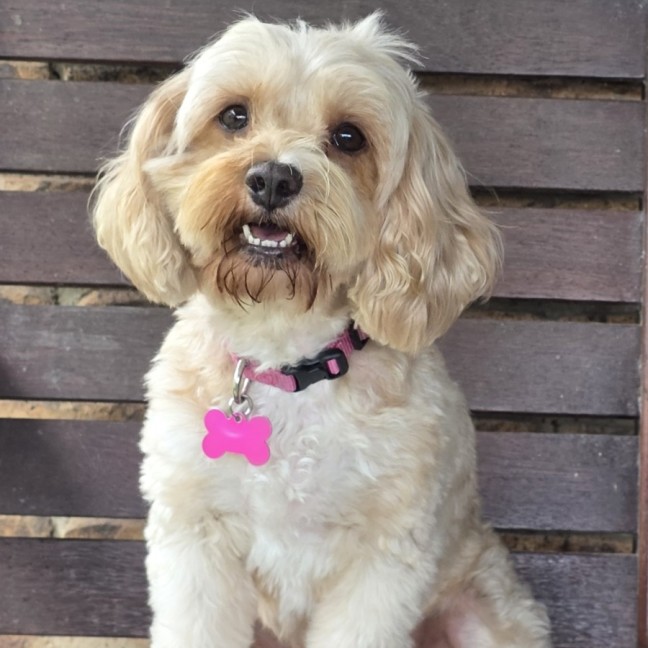 Photo of Ruby