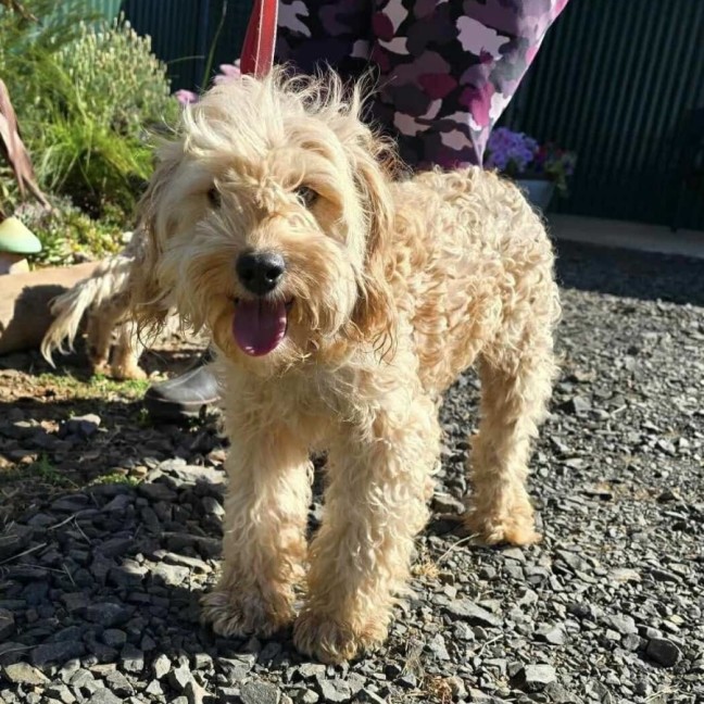 Photo of Bubble And Squeak