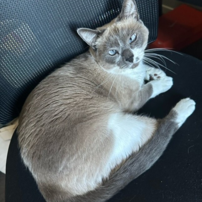 Photo of Sadie