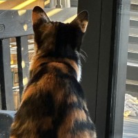 Photo of Chispita