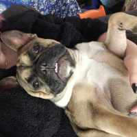 Photo of Puppanero 