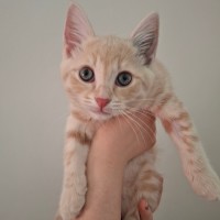 Photo of Aldi Special