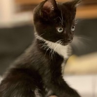 Photo of Sox