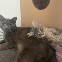 Photo of Meredith Grey 