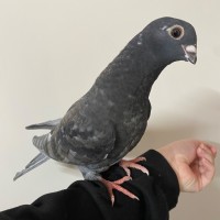 Photo of Khadra