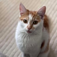 Photo of Apricot 🧡