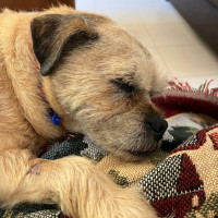 Photo of Midge💝Pug X Border Terrier (On Trial 24/11/25)