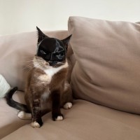 Photo of Cleo