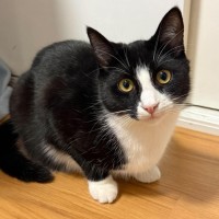 Photo of Zorro