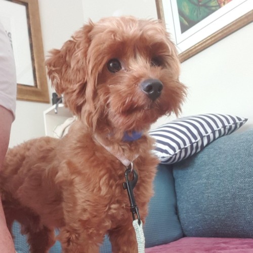 Norman - Cavalier King Charles Spaniel x Poodle Dog