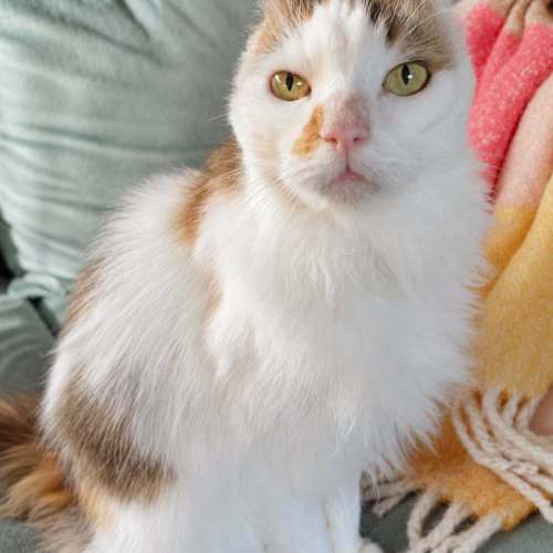 Jess - Domestic Long Hair (DLH) Cat