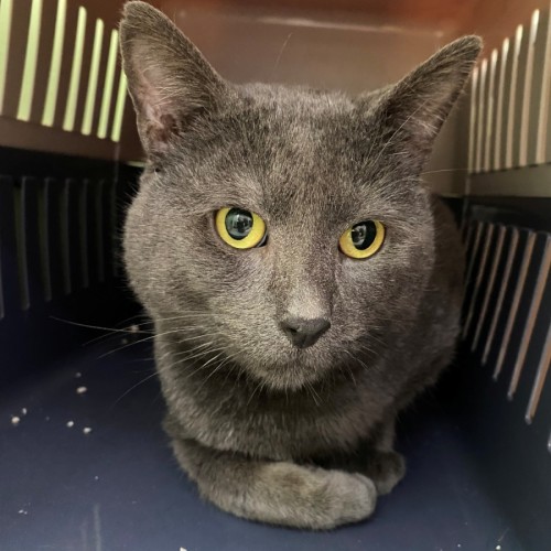 Arthur - Domestic Short Hair (DSH) Cat