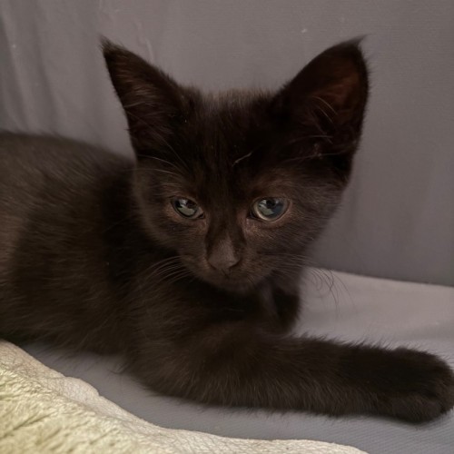 Ivy - Domestic Short Hair (DSH) Cat