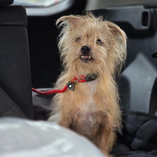 Teeny - Jack Russell Terrier Dog