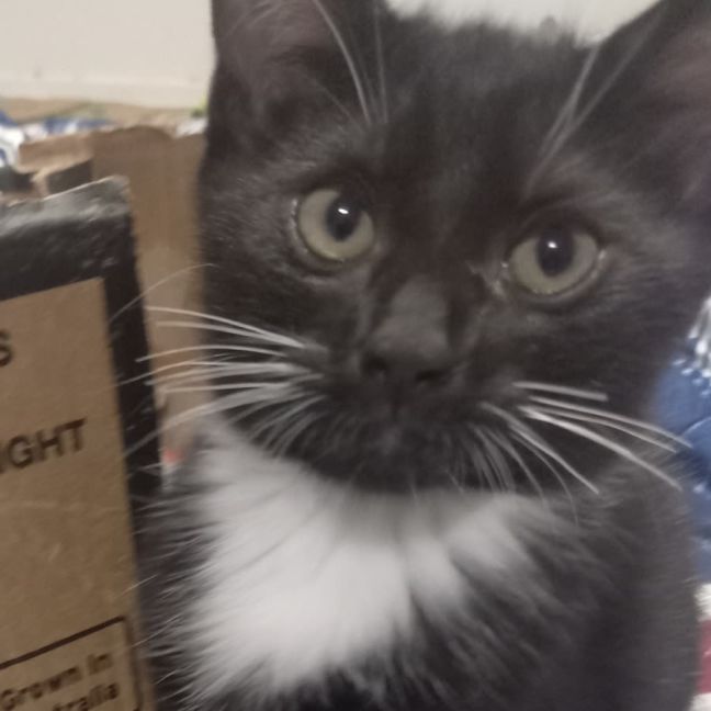 Photo of Perdita