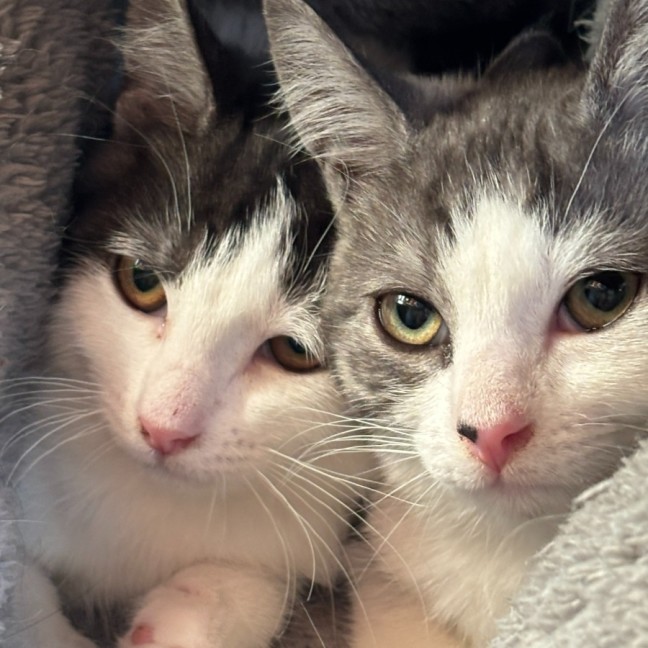 Photo of  Ranger 📣