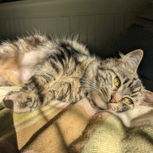 Photo of Snickerdoodle