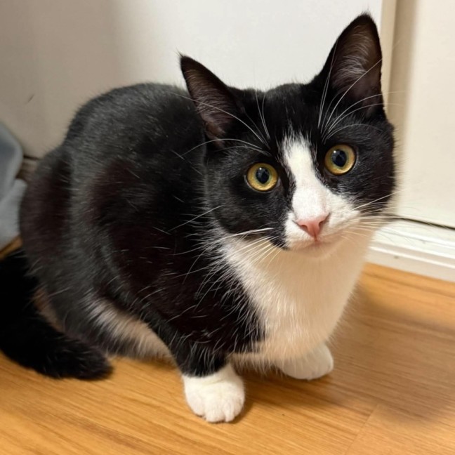 Photo of Zorro