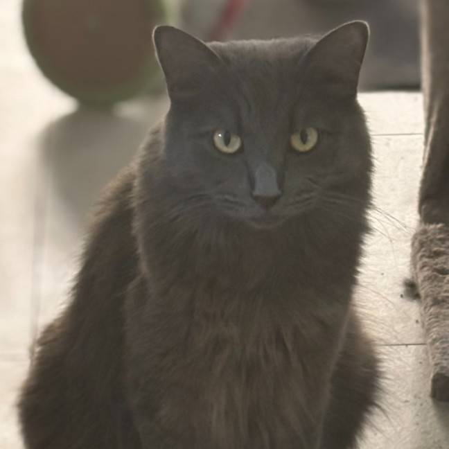 Photo of Mr Mittens