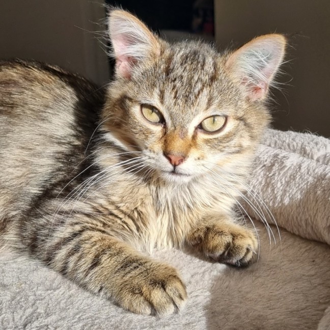 Photo of Waffle