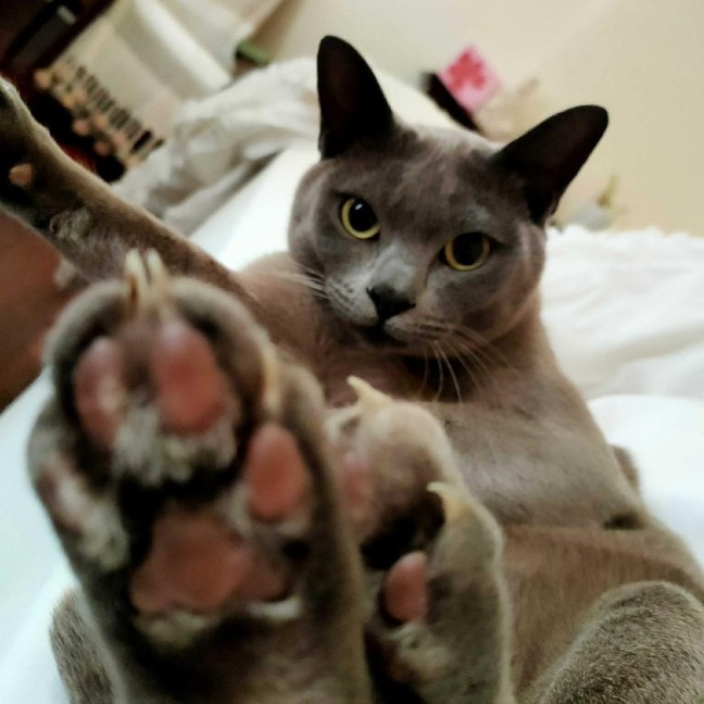 Photo of Nancy & Violet   In Foster Care In Avondale Height