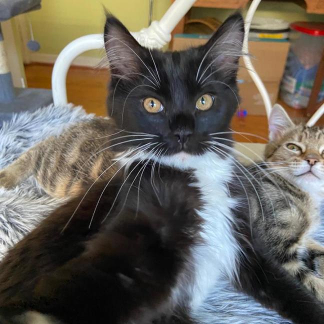 Photo of Tucker ^^Dandy Cat Rescue^^