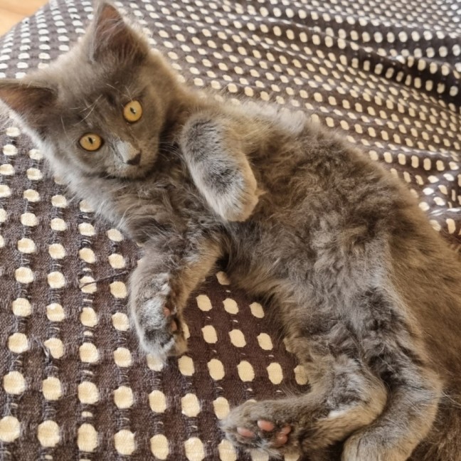 Photo of Macy 