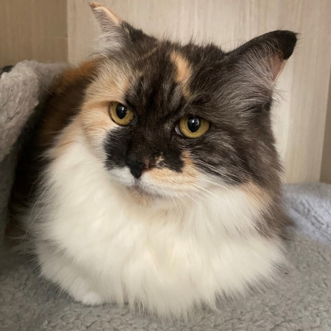 Photo of C1402 Letty