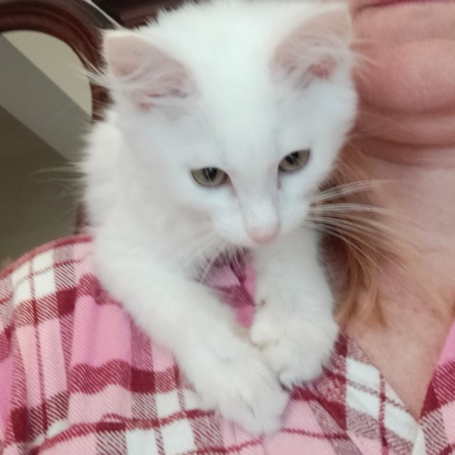 Photo of Marshmallow 