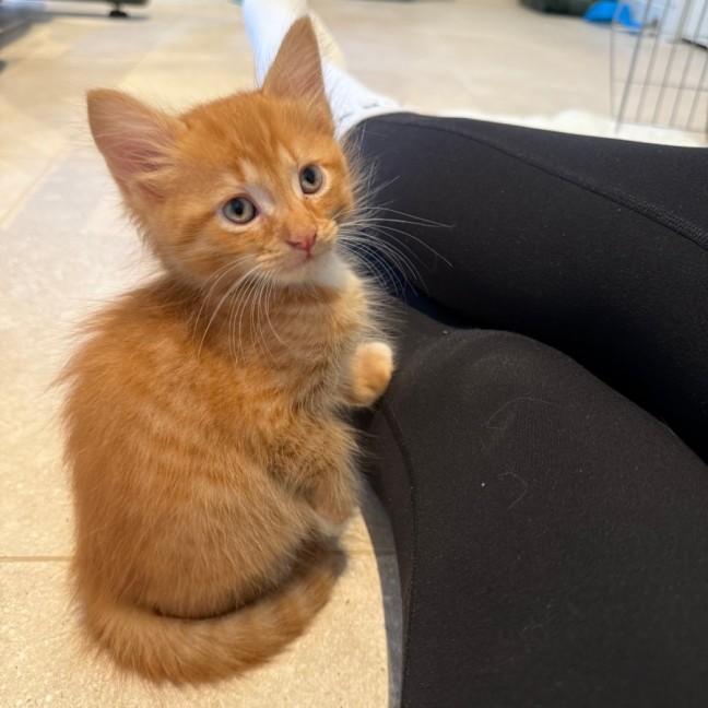 Photo of Niles