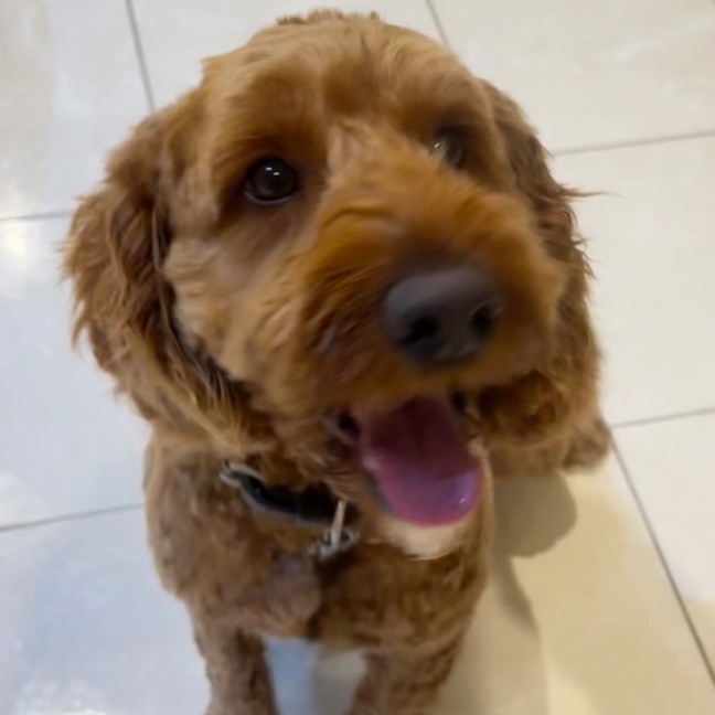 Photo of Rusty
