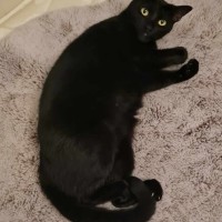 Photo of Lyra