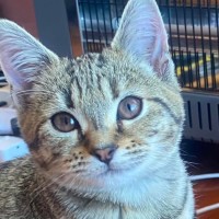 Photo of Ash