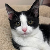 Photo of Penne   In Foster Care In Ashburton