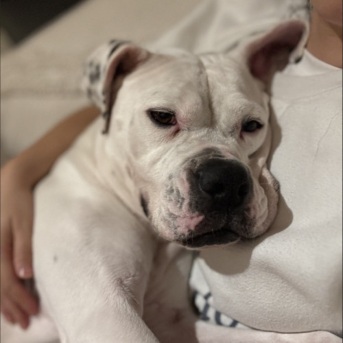 Desdemona - American Bulldog