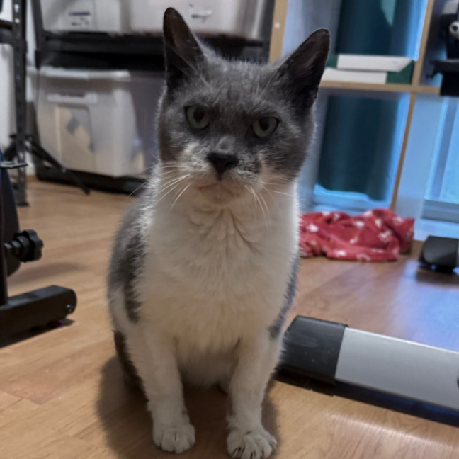 Photo of Harvey